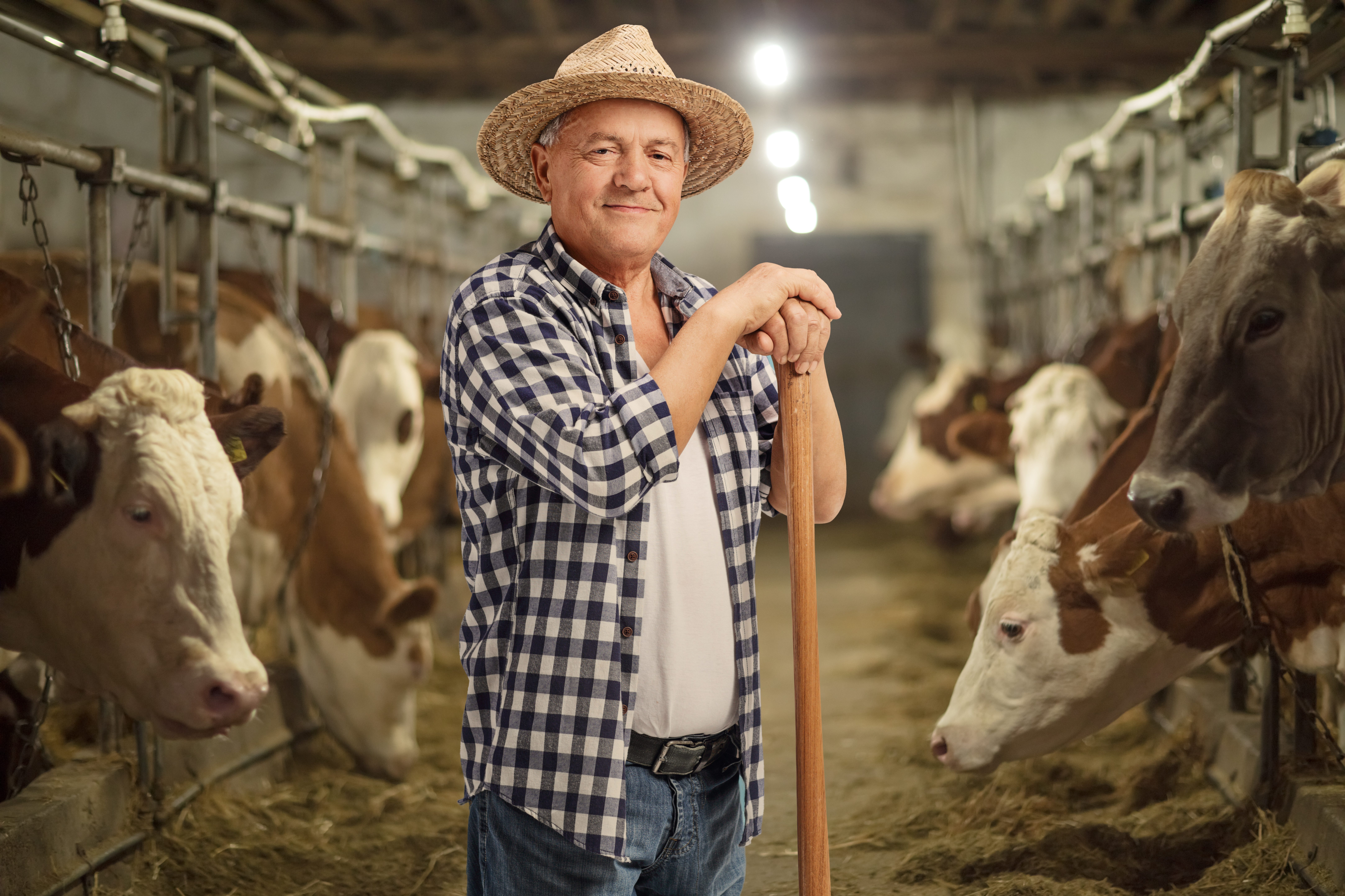 Mature farmer posing in a cowshed