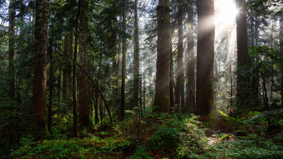 forest sector funding alert Canada trees
