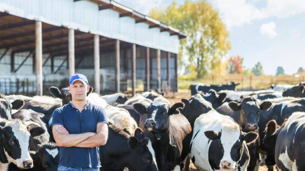 Dairy Farming SR&ED Tax Credits