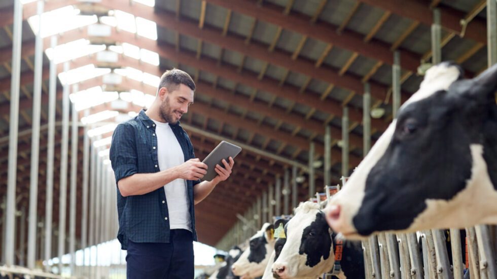 Dairy Farming cows