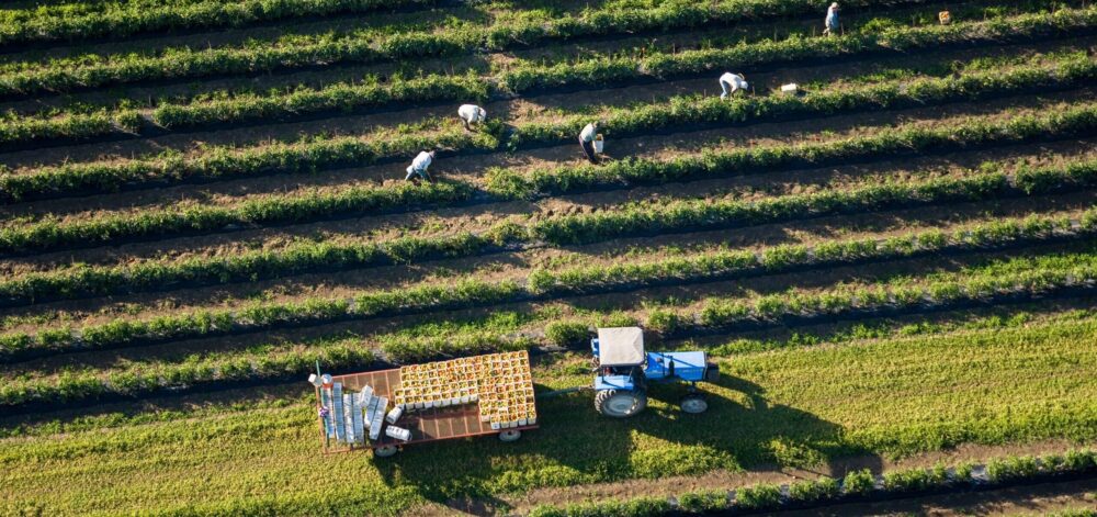 Farming Harvest St-Timothée Quebec Canada