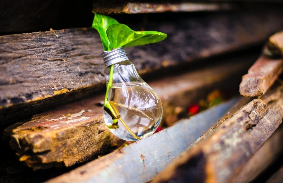 Compara Pública de Innovación. De una bombilla sale una planta.