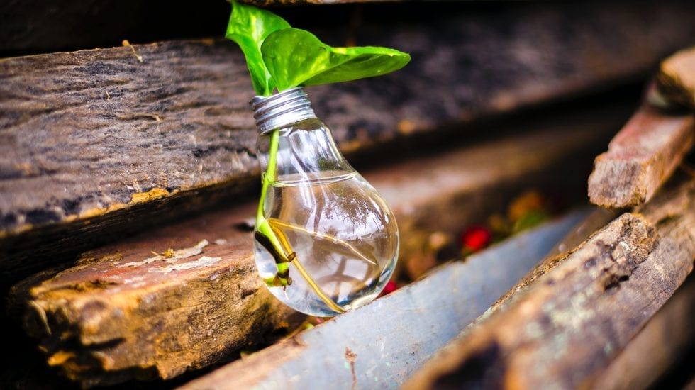 Compara Pública de Innovación. De una bombilla sale una planta.