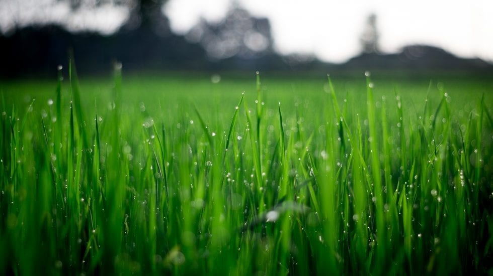 Pacto Verde Europeo Green Deal
