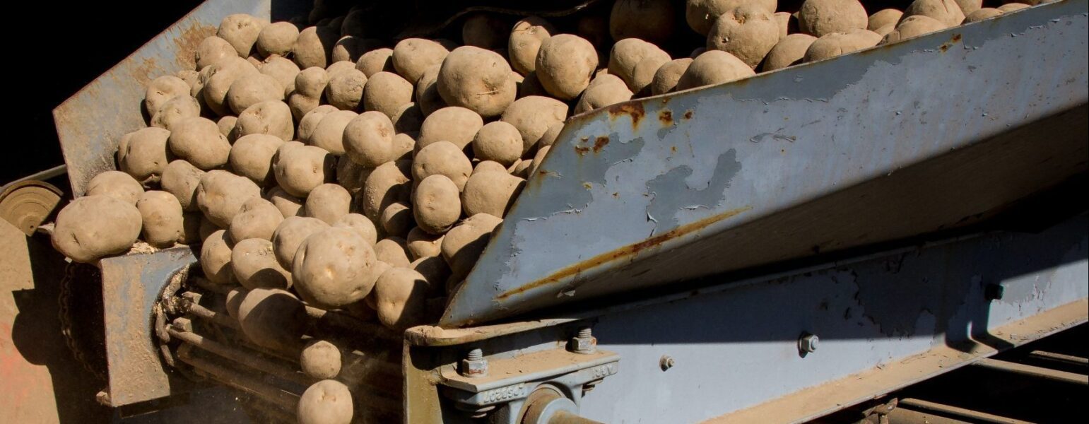 potatoes exiting a conveyor on a farm