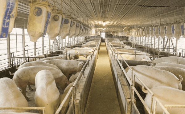 pigs in pens