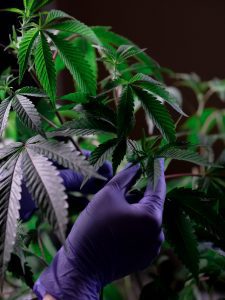 gloved lab employee adjusts a hemp plant in an indoor lab