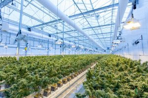 industrial greenhouse interior